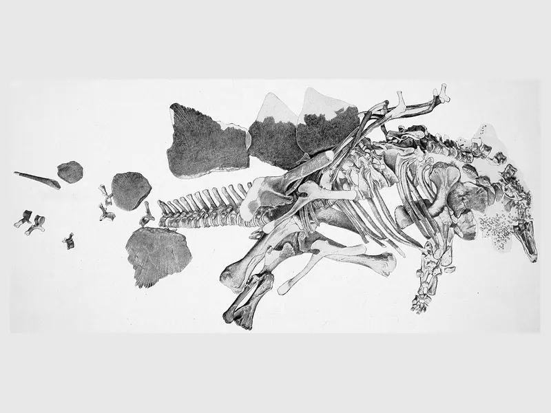 An old drawing of a Stegosaurus skeleton lying on its side, plates scattered around it