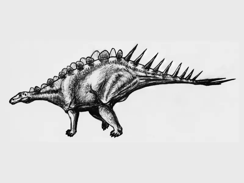 A drawing of a plated dinosaur with spikes along its tail and back