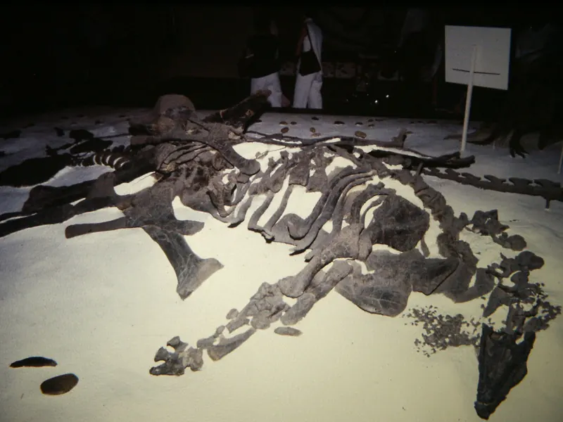 A Stegosaurus skeleton lying on its side in rock, displayed as it was found