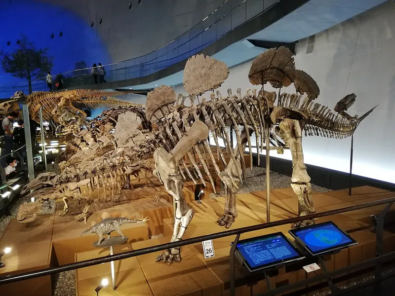A mounted plated dinosaur skeleton with oval plates, in a museum hall
