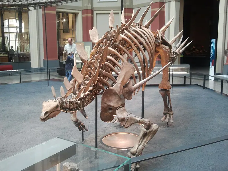 A mounted Kentrosaurus skeleton with small plates on its neck and long spikes along its back and tail