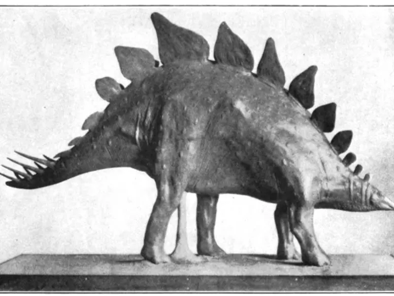An old museum model of a Stegosaurus with one row of plates and tail spikes