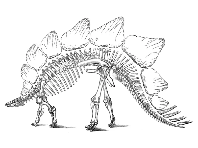 An old line drawing of a Stegosaurus skeleton with one row of tall plates and tail spikes