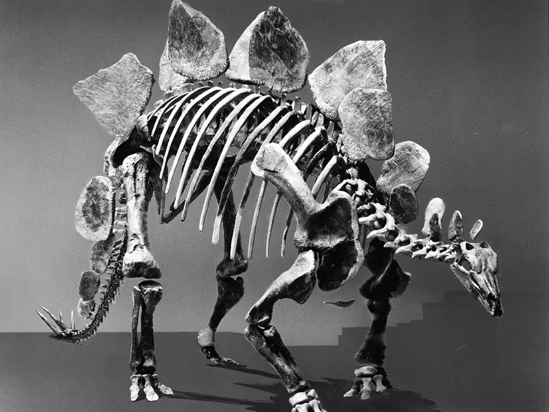 A museum Stegosaurus skeleton with plates and tail spikes