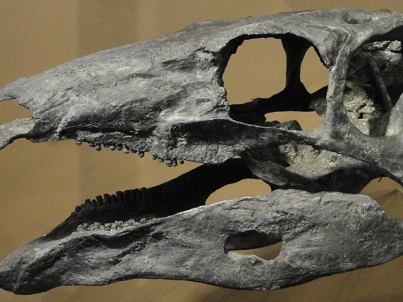 A long, low Stegosaurus skull with a narrow snout, in a museum case