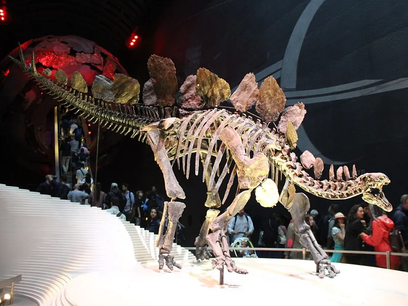A complete Stegosaurus skeleton with tall plates along its back and spikes on its tail, mounted in a museum hall