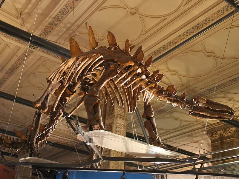 A Stegosaurus skeleton seen from the side, with plates along its back and a long tail