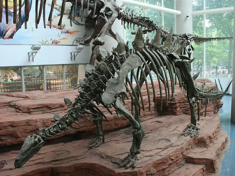 A mounted Tuojiangosaurus skeleton with pointed plates along its back, in a museum